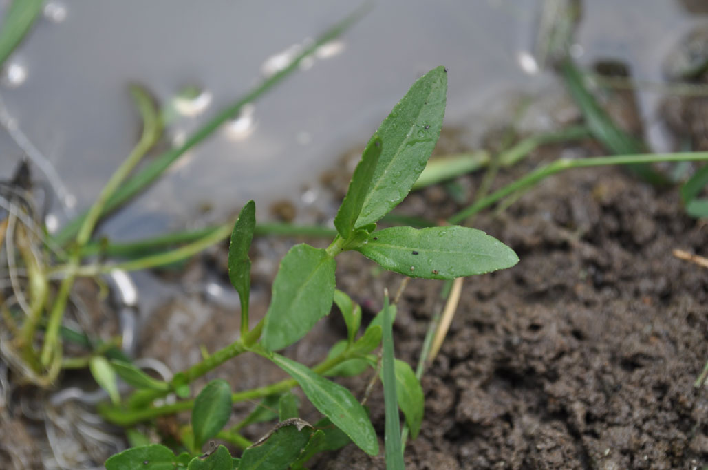 Eclipta prostrata